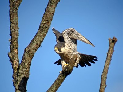 Faucon pèlerin 