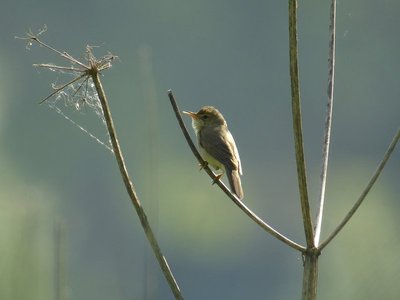 Rousserole verderolle