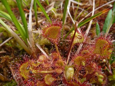 Drosera