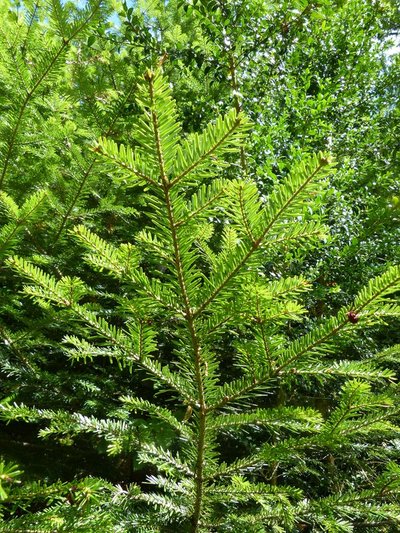 Saping