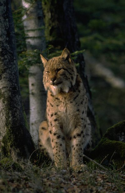 Lynx boréal