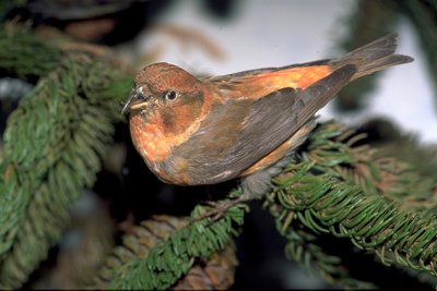 Bec croisé des sapins