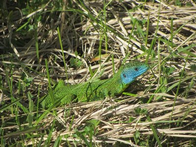 Le lézard vert