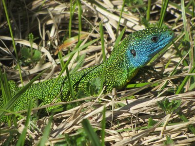 Lézard vert