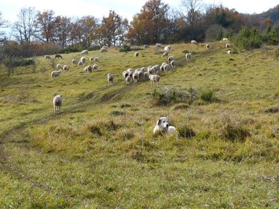Quand conservation rime avec moutons