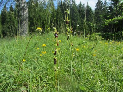 L'ophrys mouche et l'art de l'imitation