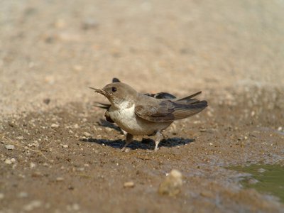 Hirondelle de rochers