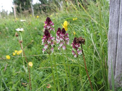 L'Orchis brulée