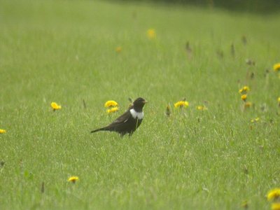 Le Merle à plastron