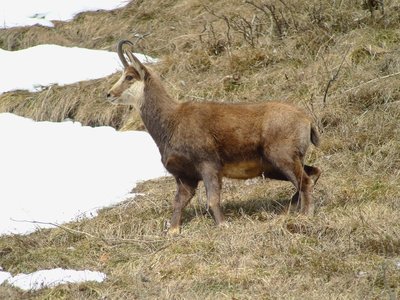 Le Chamois