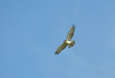 Le Circaète jean-le-blanc