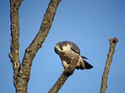 Le Faucon pèlerin
