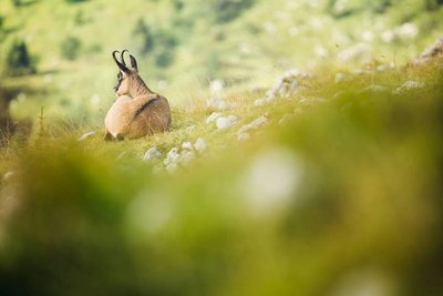 Le Chamois