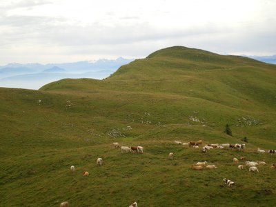 Pâturage du Grand Crêt d'Haut