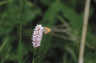 Le Cuivré de la bistorte