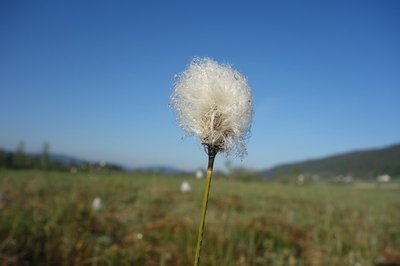 La Linaigrette