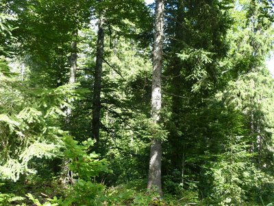 La forêt d'altitude