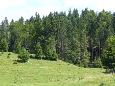 Forêt d'altitude