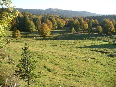 Pré-bois et rochers