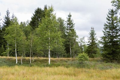 Tourbière