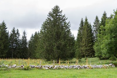 Pré-bois