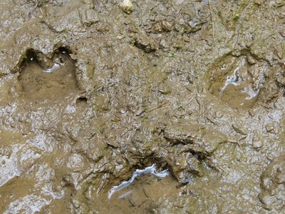 Traces de sanglier