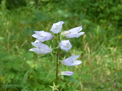 La Campanule fausse raiponce