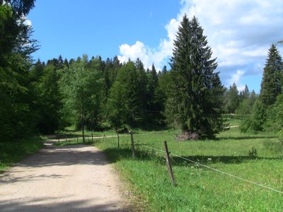 Epicéas en bordure de forêt