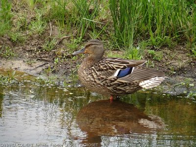 Le Canard colvert