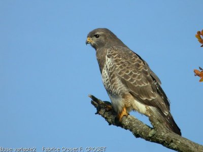 La Buse variable
