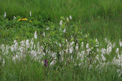 linaigrettes (CEN Franche-Comté / C.Lapprand)