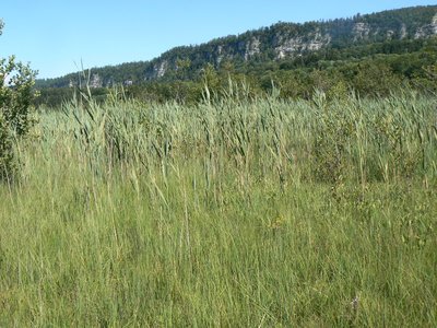 La Roselière