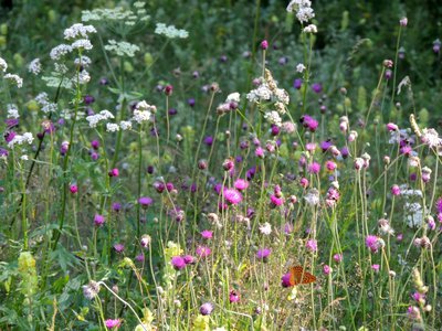 Prairie fleurie