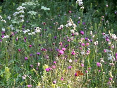 Prairies fleuries