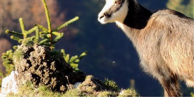 Vie de chamois