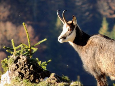 Chamois