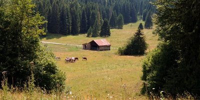 Des arbres dans les pâturages