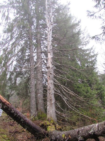État de santé de l’arbre