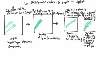 Différences entre le sapin et l’épicéa
