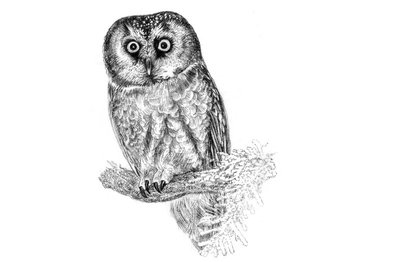 Hibou – Chouette