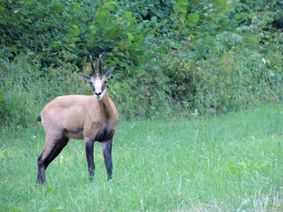 Chevreuil, chamois et cerfs