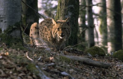 Le Lynx boréal