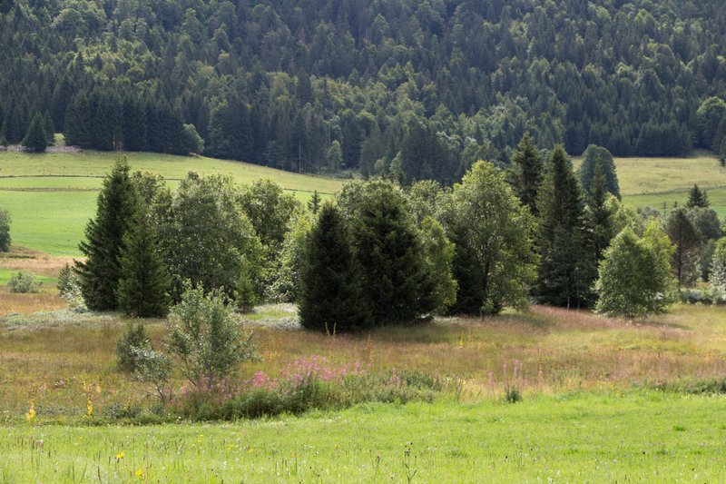 Tourbière