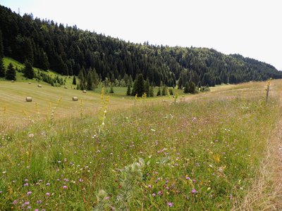 Les combes de Prénovel