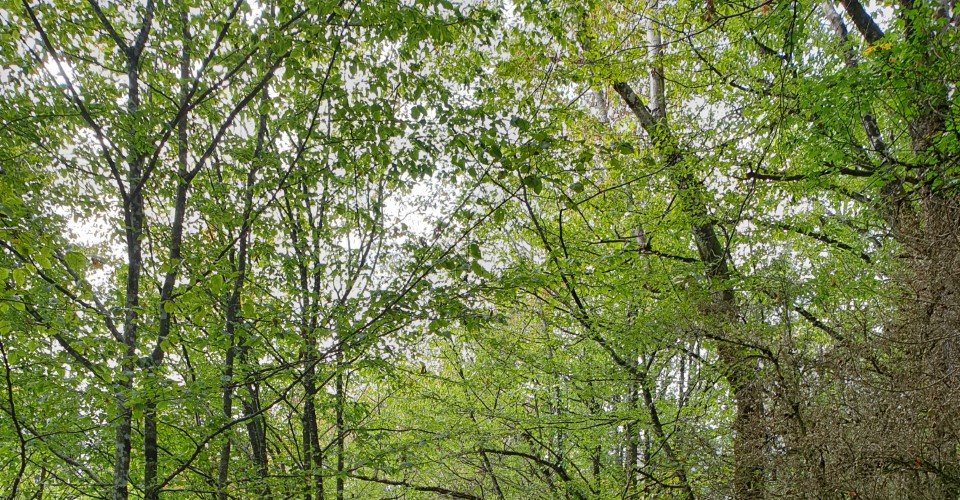 Bois de Chapois
