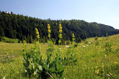 Combe du Nanchez