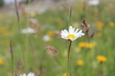 Pairie en fleur