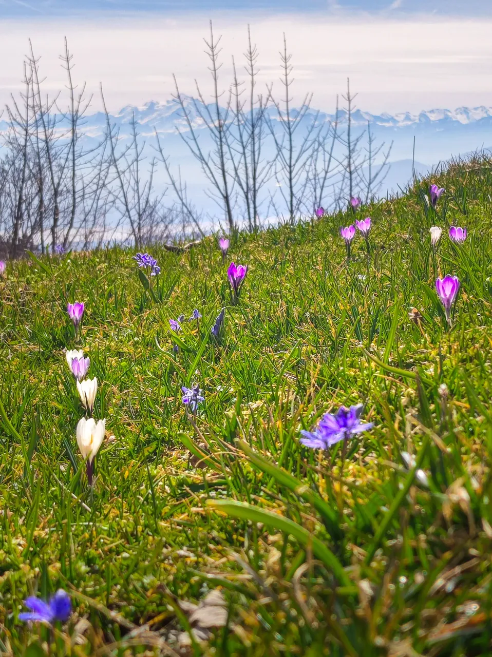 Crocus face au Mont Blanc