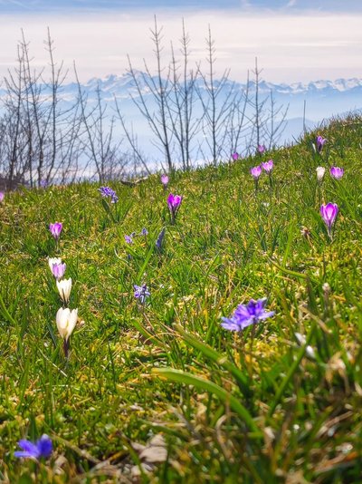 Crocus face au Mont Blanc